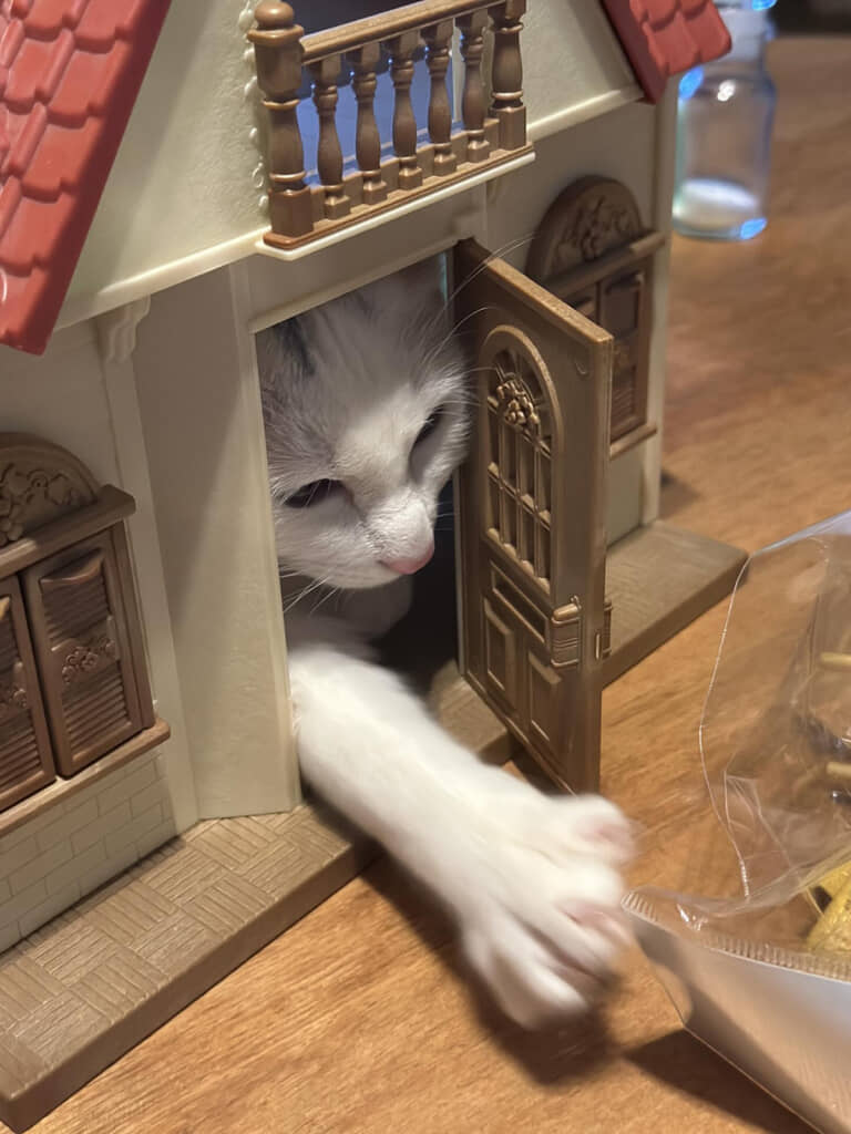 夢中で遊ぶ猫ちゃん