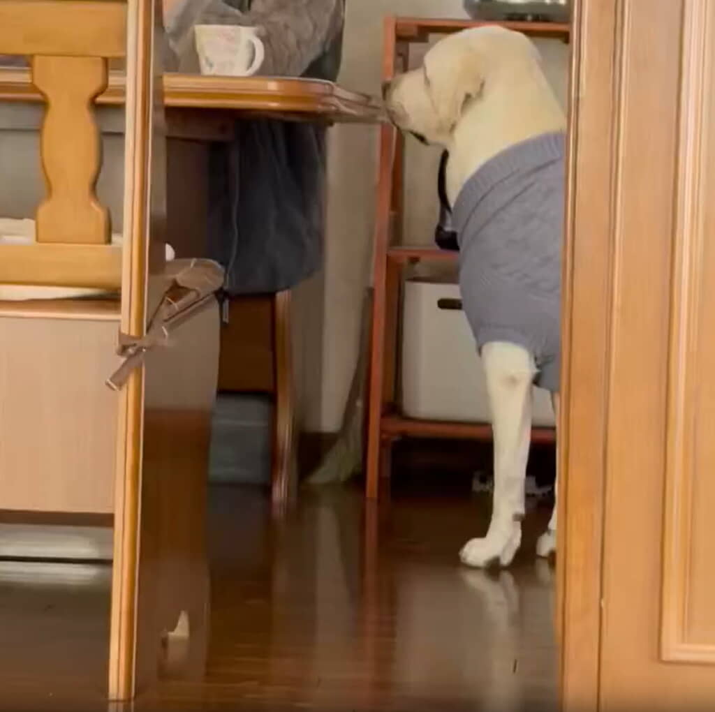 超至近距離でガン見するれもんちゃん