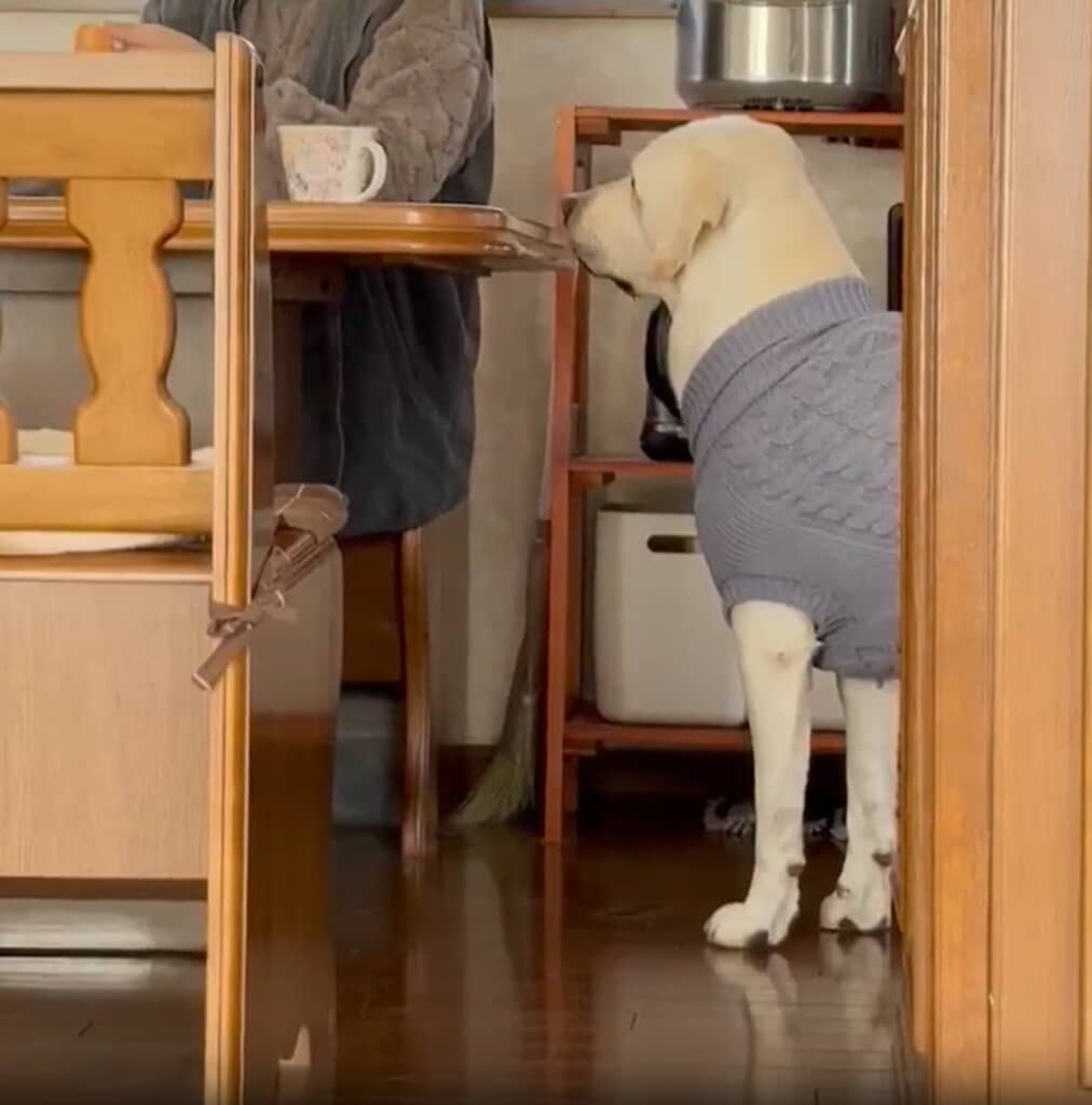 ひたすらみかんを見つめています