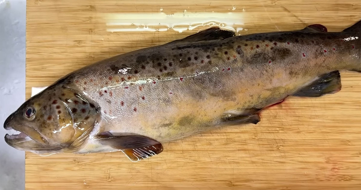 北海道の川で外来魚が大量発生→“パンパンのおなか”を開いてみると……　まさかの中身に「贅沢すぎる！」「寒さも忘れる」（1/3） | その他生き物 ねとらぼ