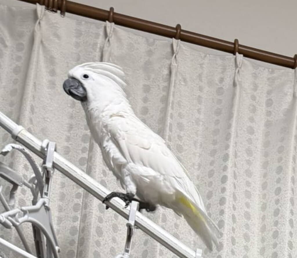 得意げな表情のおこめくん