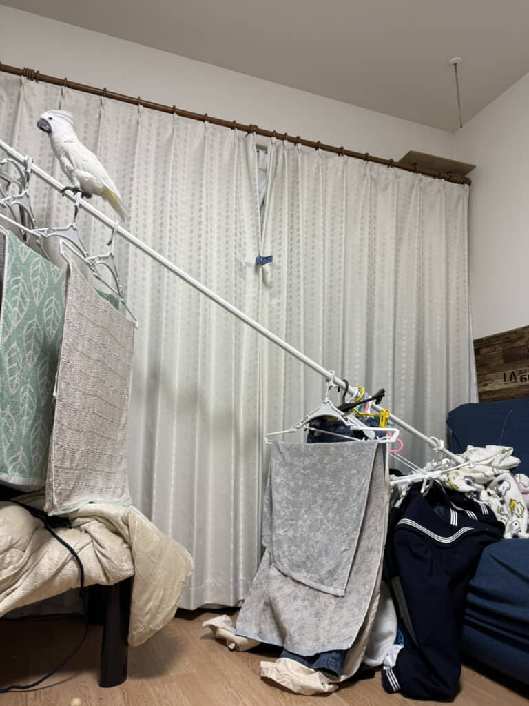 新しいアスレチックが完成しました