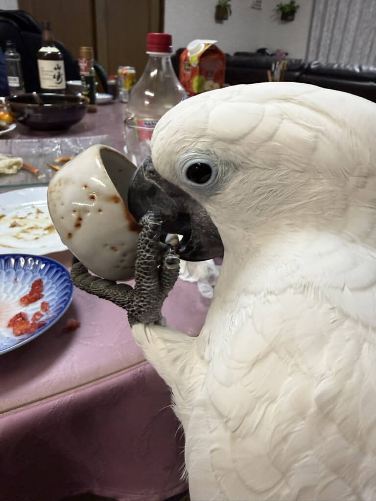 おちょこでりんごジュースを飲んでおります