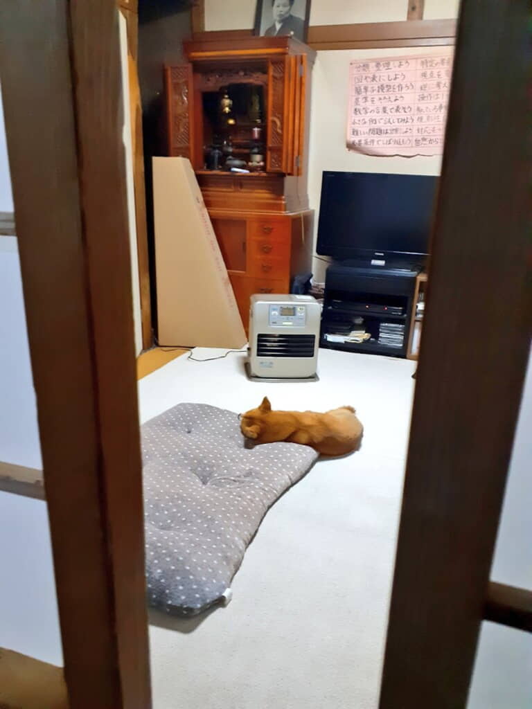 住み慣れたきいちゃん