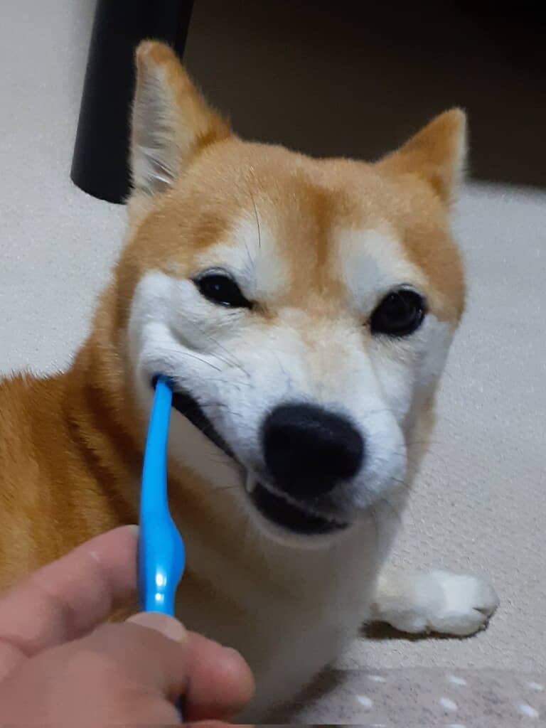 しっかり歯磨き◎