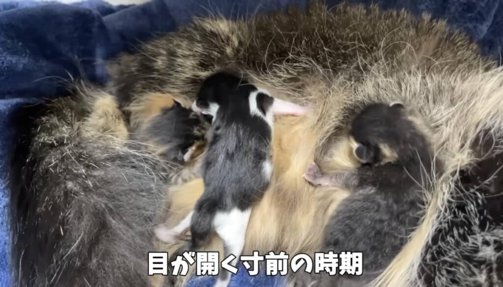 目が開く寸前の子猫たち
