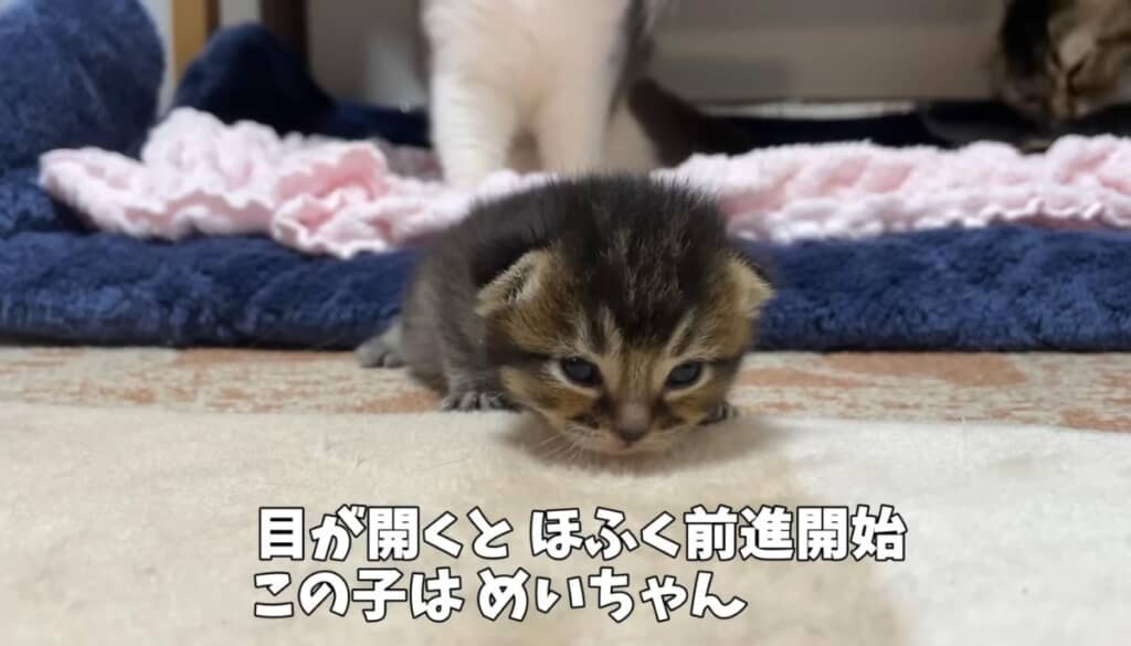 リスに似ていためいちゃん