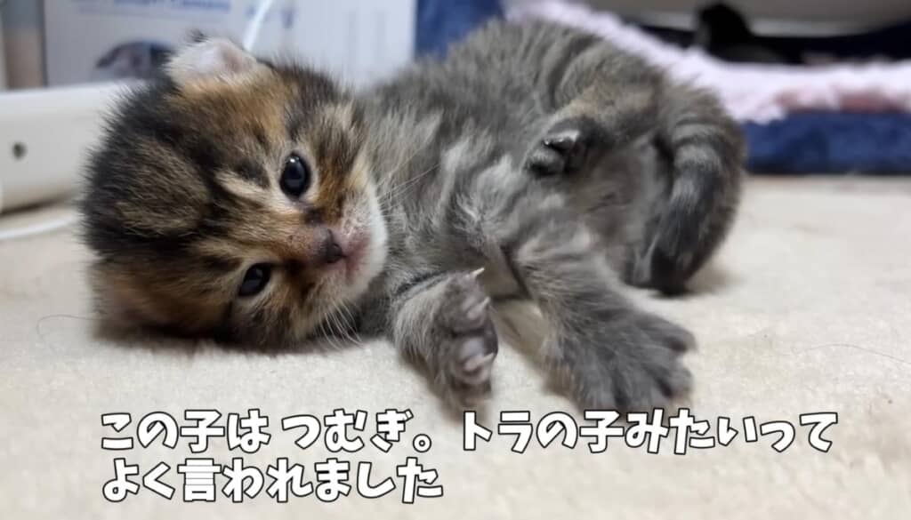 トラの子みたいなつむぎくん