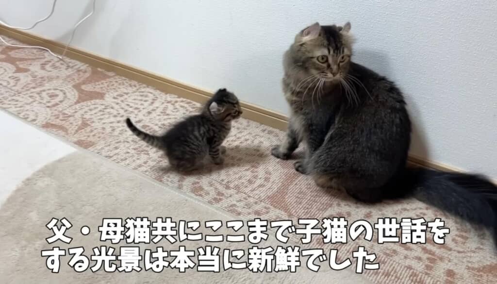 子育てに熱心な両親