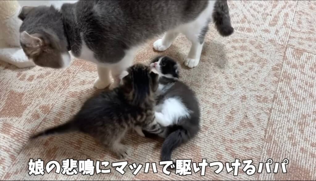 喧嘩を仲裁するパパ