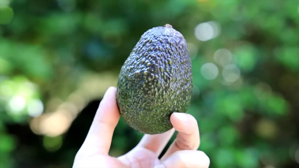 水耕栽培したアボカドの種で作るミニ盆栽