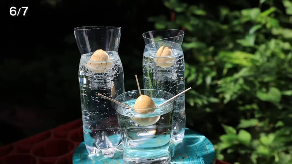 水耕栽培したアボカドの種で作るミニ盆栽