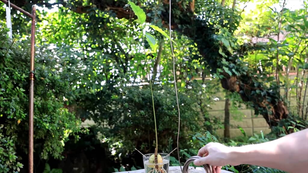 水耕栽培したアボカドの種で作るミニ盆栽