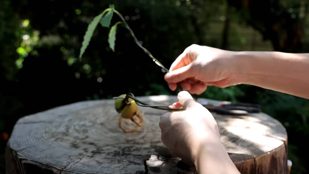 水耕栽培したアボカドの種で作るミニ盆栽