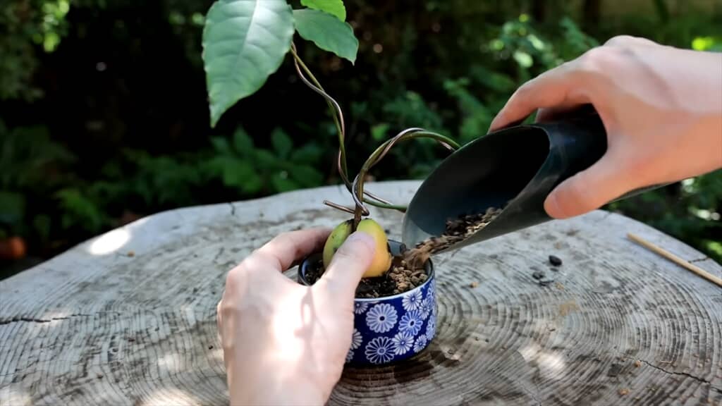 水耕栽培したアボカドの種で作るミニ盆栽