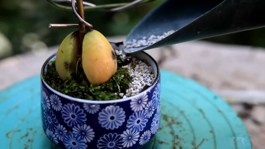 水耕栽培したアボカドの種で作るミニ盆栽