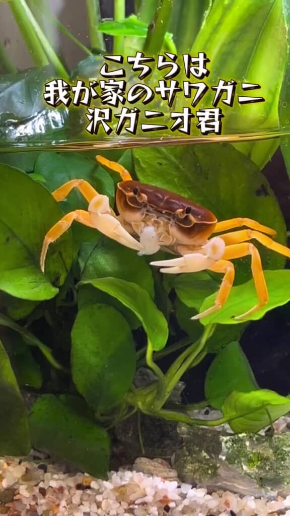 スーパー出身には見えない沢ガニオくん