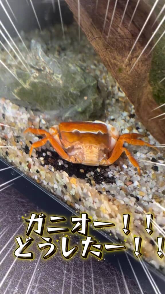 こ、この姿は一体!?