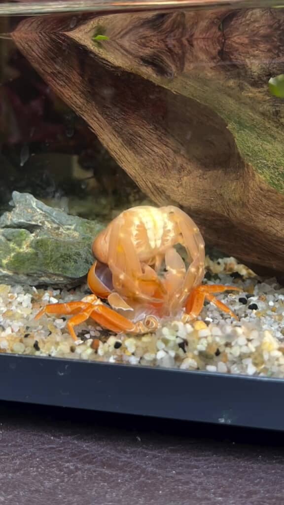 スポーンと脱げました！