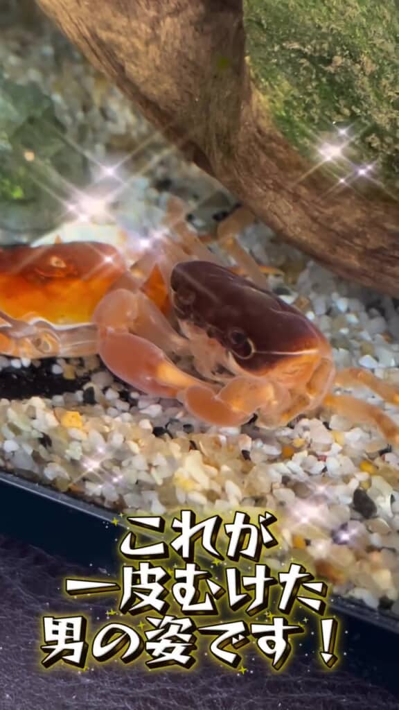 また1つ男前になってしまった