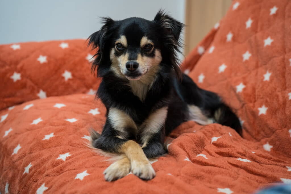 りりしい佇まい