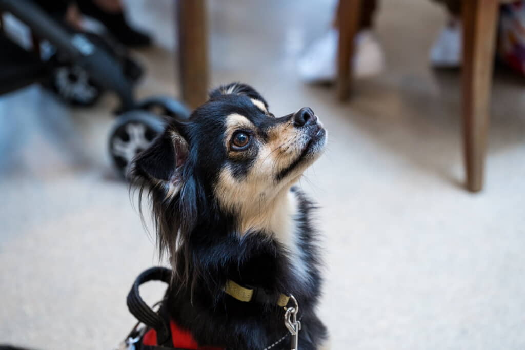 チワワのきゅるん感も