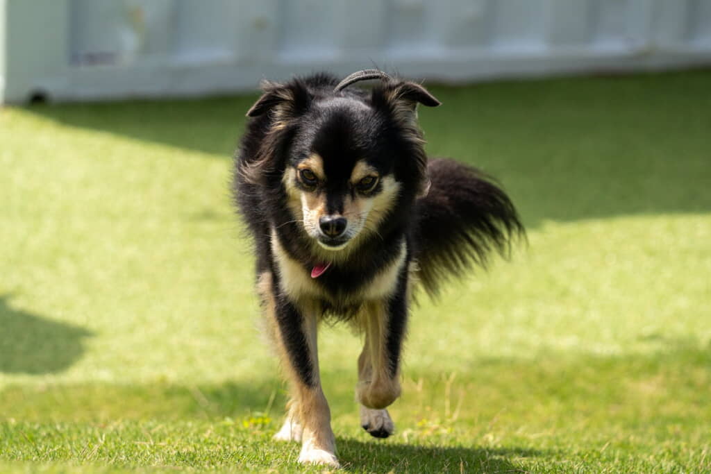 大きくてかわいい