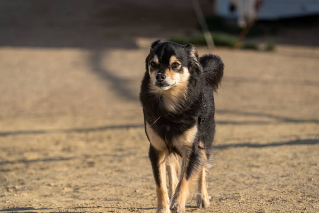 キリッとした瞬間もてすてき