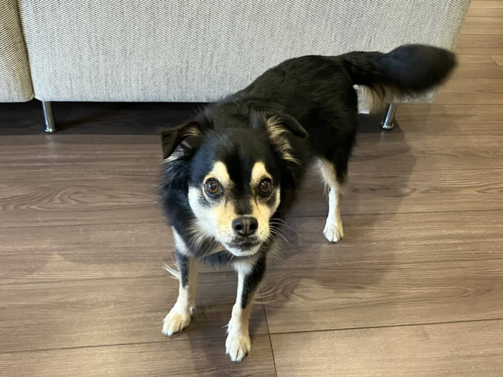 イチゴをおねだりするチョコくん