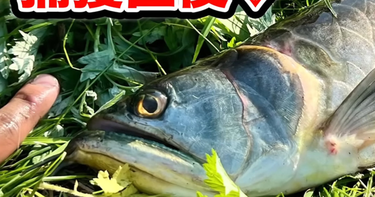 人間に捨てられ、傷だらけだったアロワナを保護→2年後……　とんでもない姿に「最後には大逆転」　投稿主に話を聞いた（1/3） | その他生き物 ねとらぼ