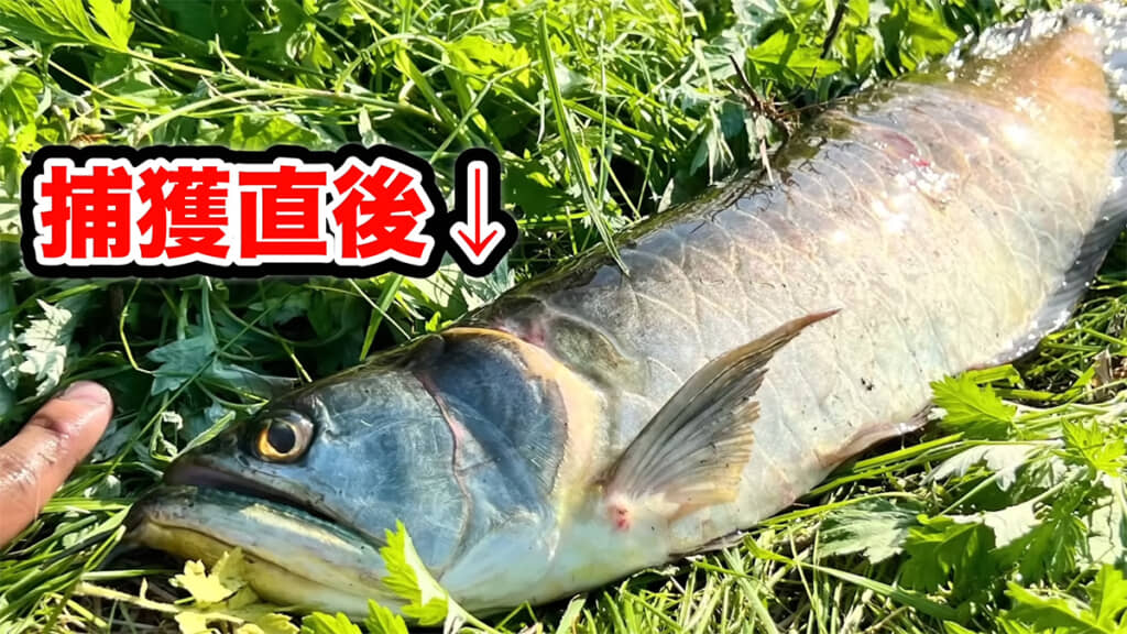 捕獲直後のアロワナです