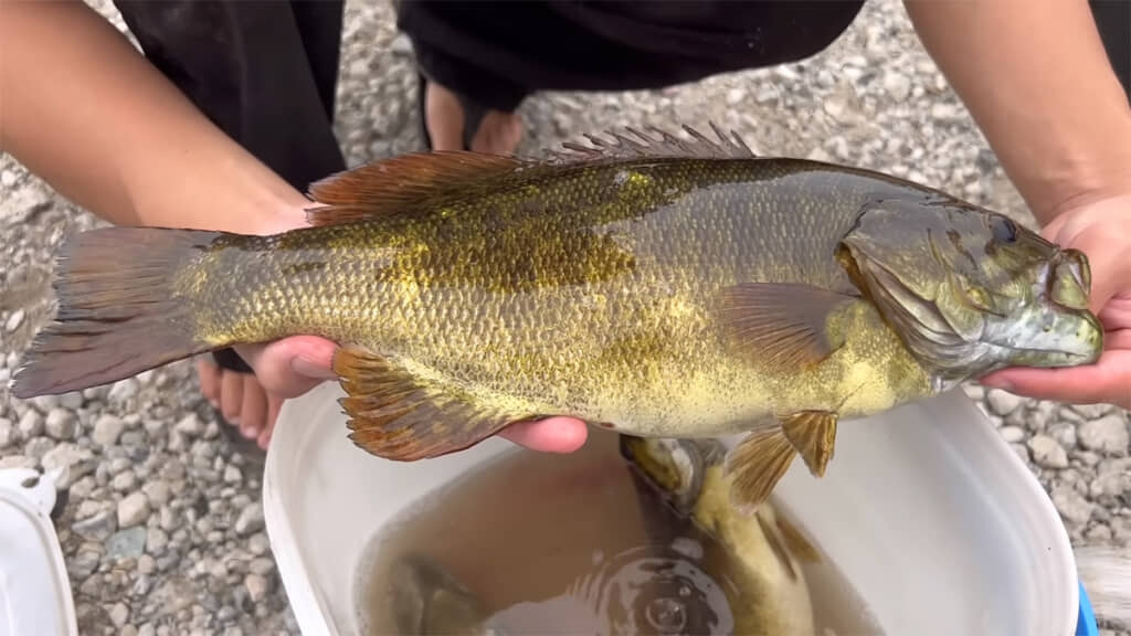 コクチバスを捕獲しました