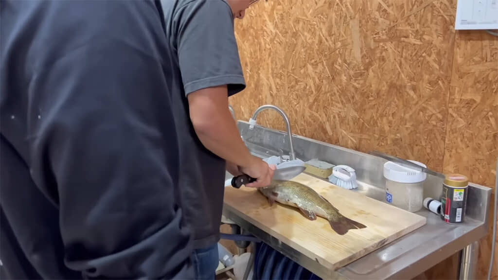 捕獲したコクチバスをさばくと、丸飲みにされた在来種のオイカワが出てきました