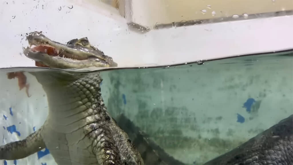 ワニにあげてみました