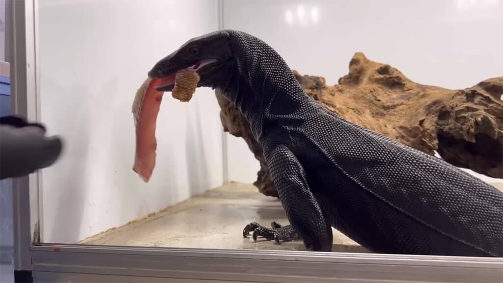 サルバトールモニターも食べてくれました