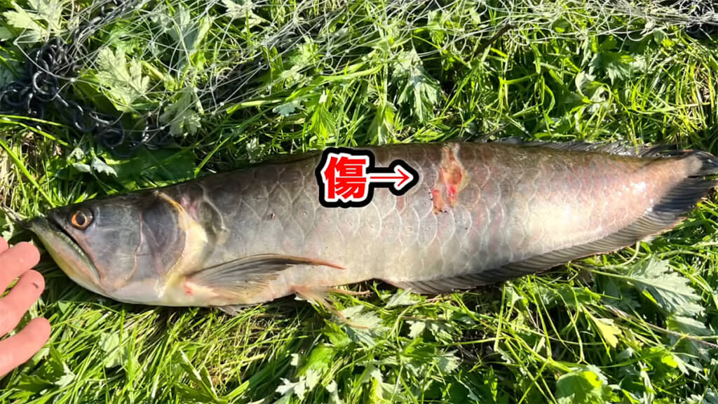 2年前はボロボロだったアロワナは