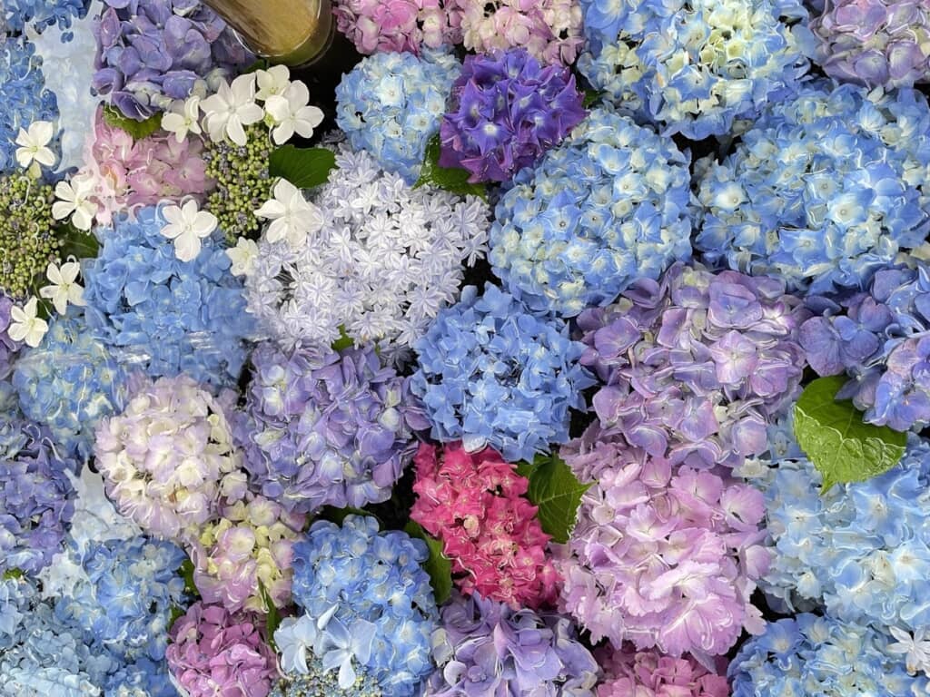 夏はあじさいの花手水