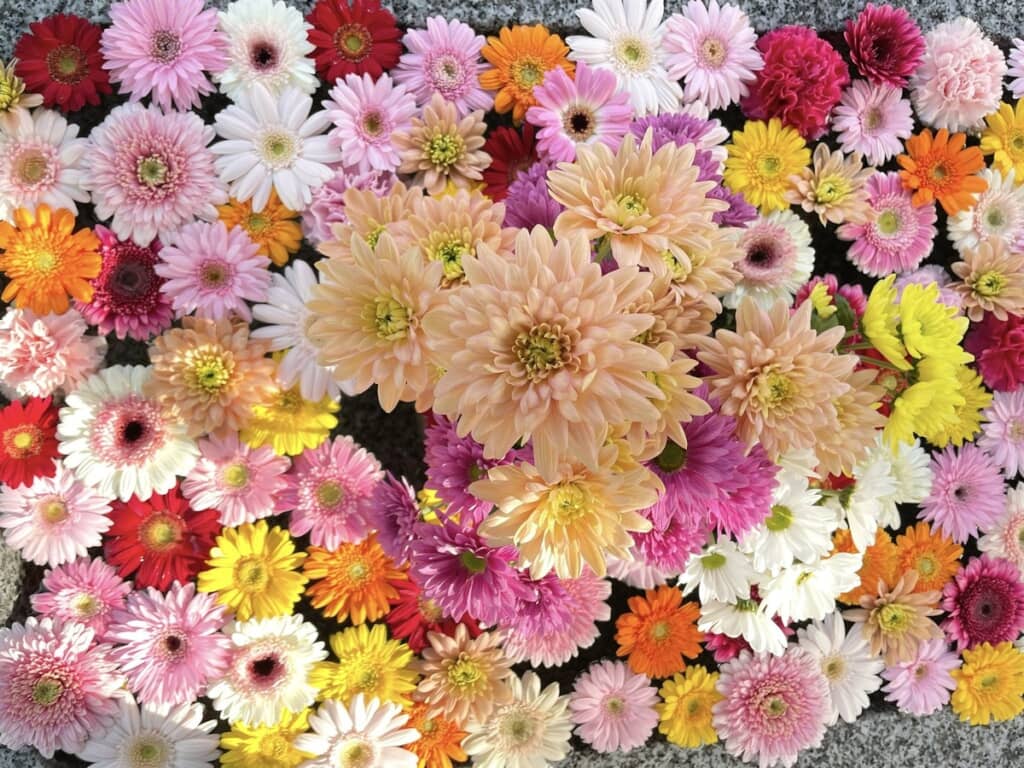 淡オレンジ系のダリアやガーベラの花手水