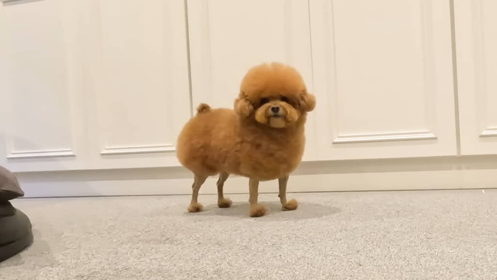 ぽん太くんのアフター