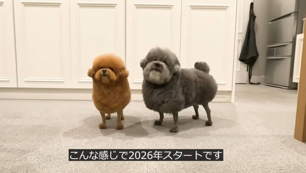 もふもふしたい……