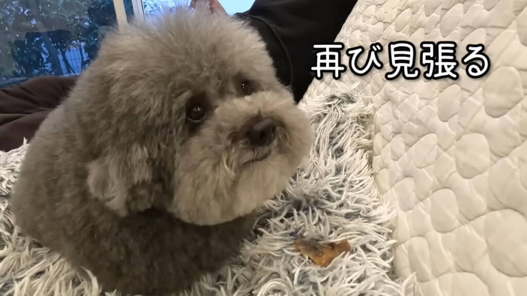 慎重派のゆずくん