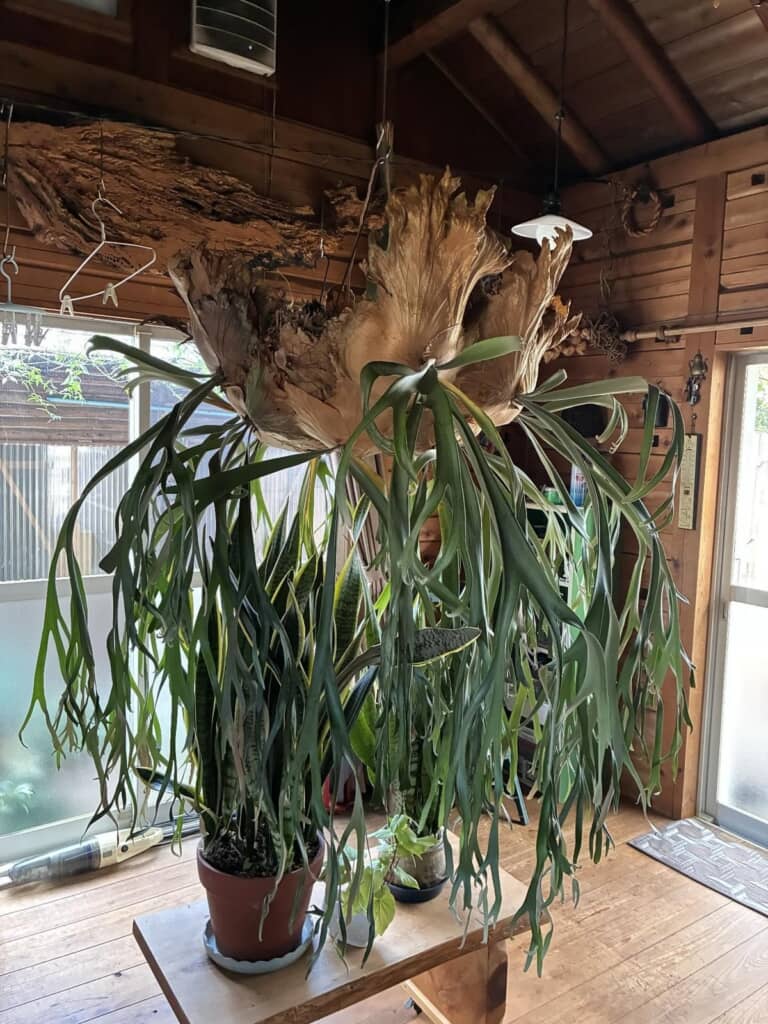 巨大なビカクシダ！