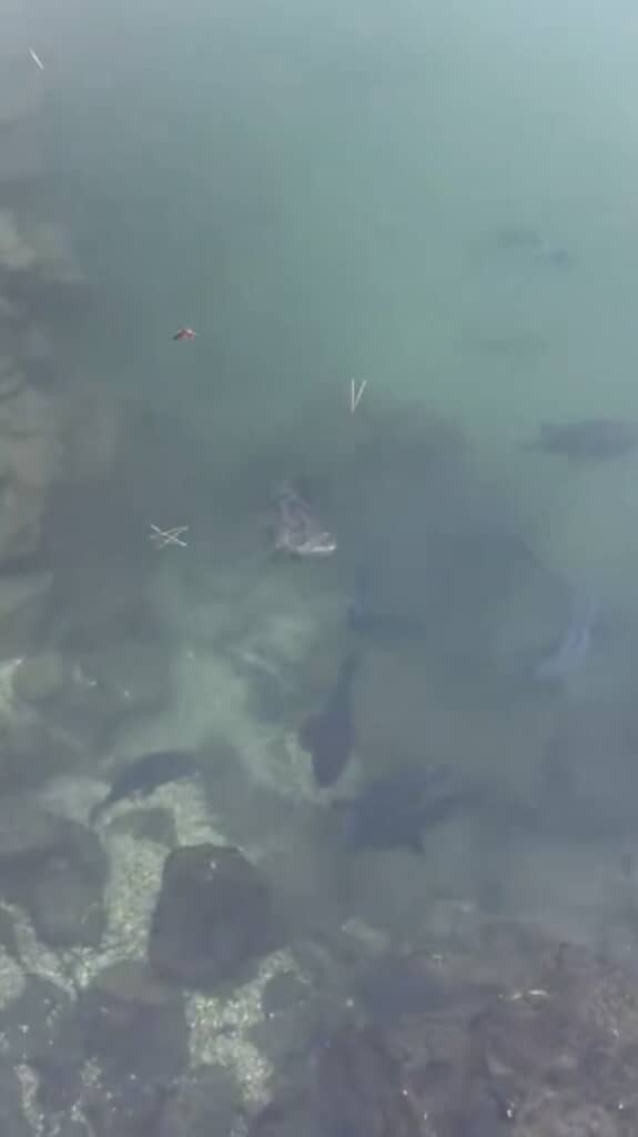 水中を見てみると……