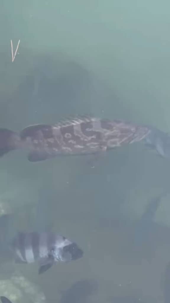 クエとイシダイが泳いでいる!?