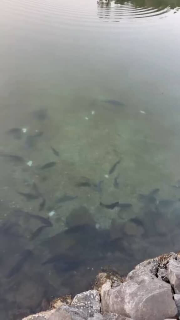 やはりたくさんの魚がいます