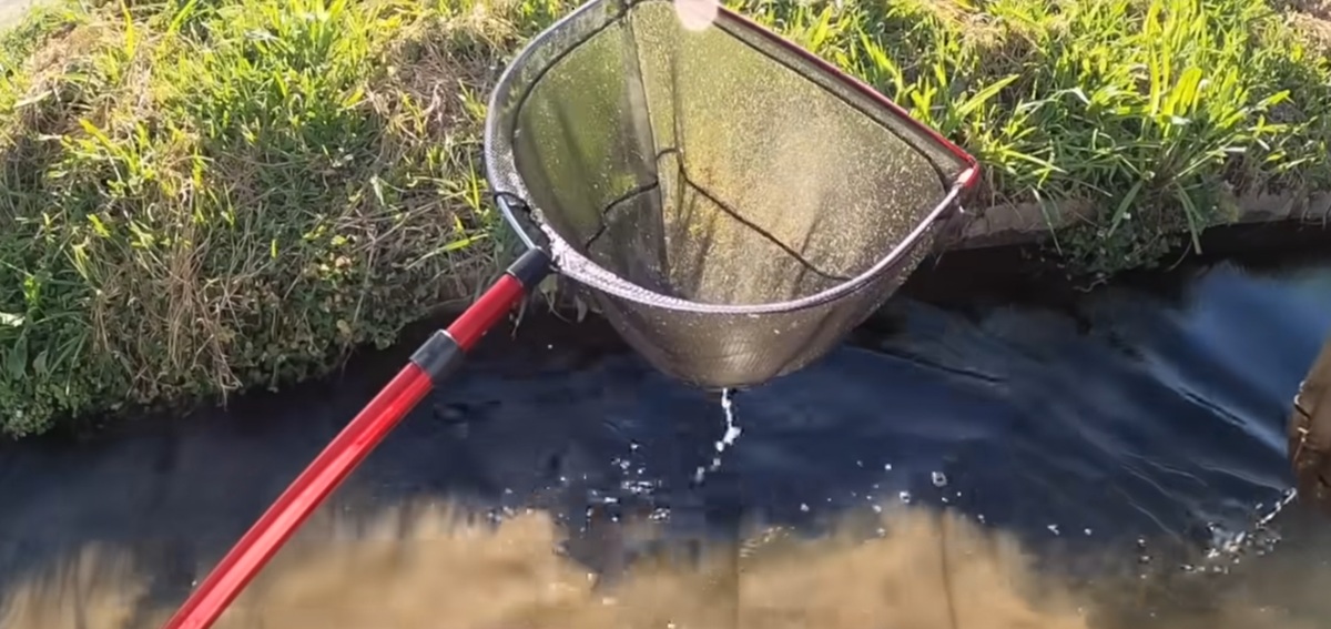 田んぼの用水路で“つまようじサイズのウナギっぽい生き物“を発見→1カ月飼ってみると……　興味深い姿に「うわ！」「不思議です」（1/3） | その他生き物 ねとらぼ