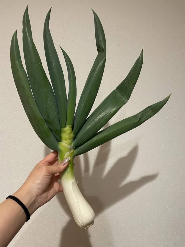 今にも踊り出しそうなパッションあふれるネギ