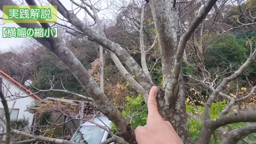 大きな枝の場所、切る部分を確認します