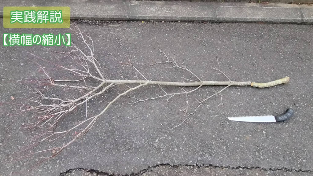 大きな枝を切りました