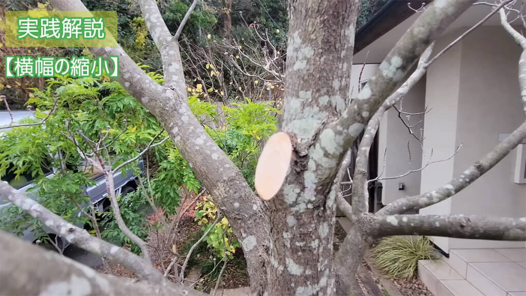 作業が終わったら、切り口に癒合剤を塗っておきます